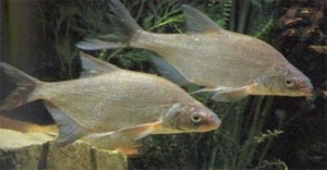 Charakterystyka ichtiofauny Wisłoki - ryby zagrożone, chronione i cenne gospodarczo.
