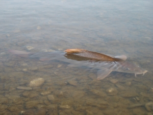 Ryby jako bioindykator - wyniki badań ichtiofauny w Wisłoce.